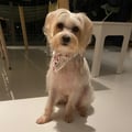 @gteh profile image