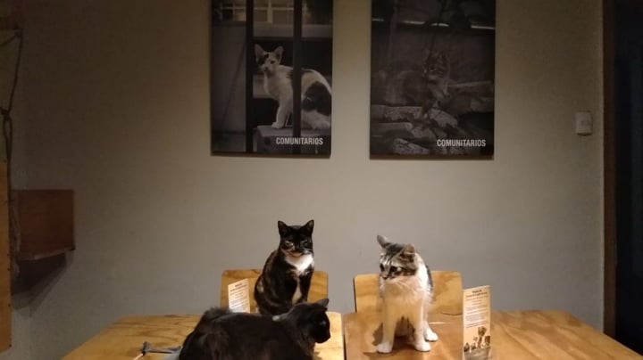 photo of La Casa De La Gata Horacia Gato jazz shared by @frufru on  13 Jun 2019 - review