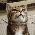 enkelvegan @enkelvegan profile image