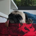 janscaz @janscaz profile image