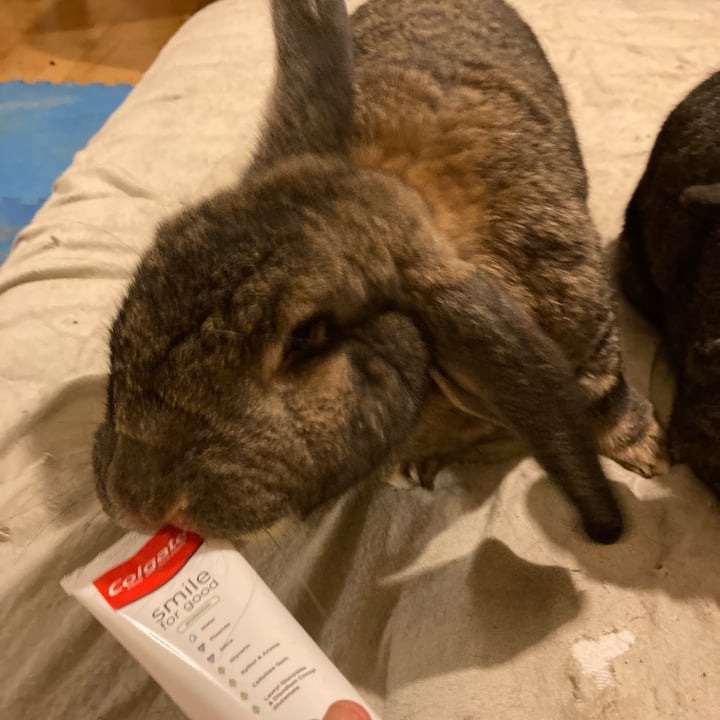 photo of Colgate Toothpaste shared by @animalsrule on  13 Nov 2020 - review