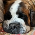 @maurarondelli profile image