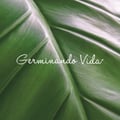 germinandovida @germinandovida profile image
