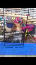 @fluffrescue profile image