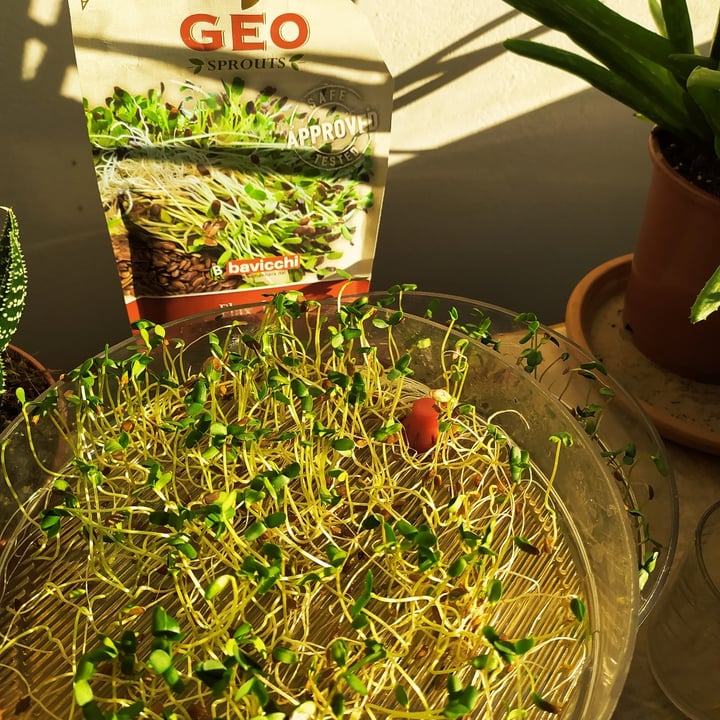 photo of Bavicchi Geo Flax seed shared by @lauralatini1 on  12 Dec 2021 - review