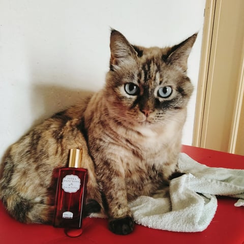 Helan Tonka pepe rosa eau de parfum Reviews | abillion