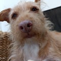 podivegan @podivegan profile image