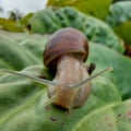 nemorosa @nemorosa profile image