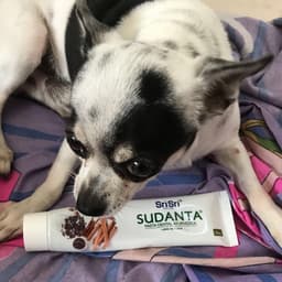 Sudanta