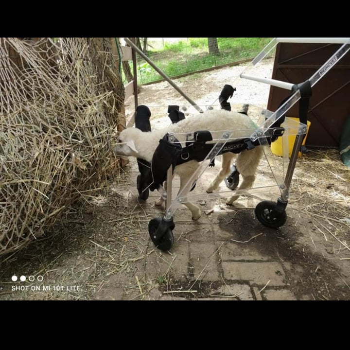review photo shared by @alessiaalealevegan on 06 Apr 2022 - post