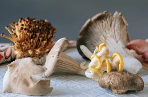 How to grow your own edible mushrooms