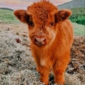 avatar of babycows