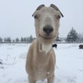 @gordjac1964 profile image