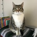 @indoorkat profile image