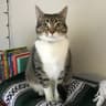 indoorkat