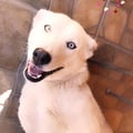 veru @veru profile image