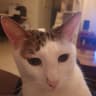 bobbycatdog