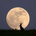 vegan8moon @vegan8moon profile image