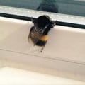 bumblebeee @bumblebeee profile image