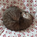 marialorenastraccia @marialorenastraccia profile image