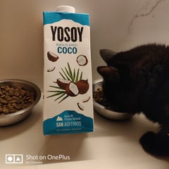 Yosoy