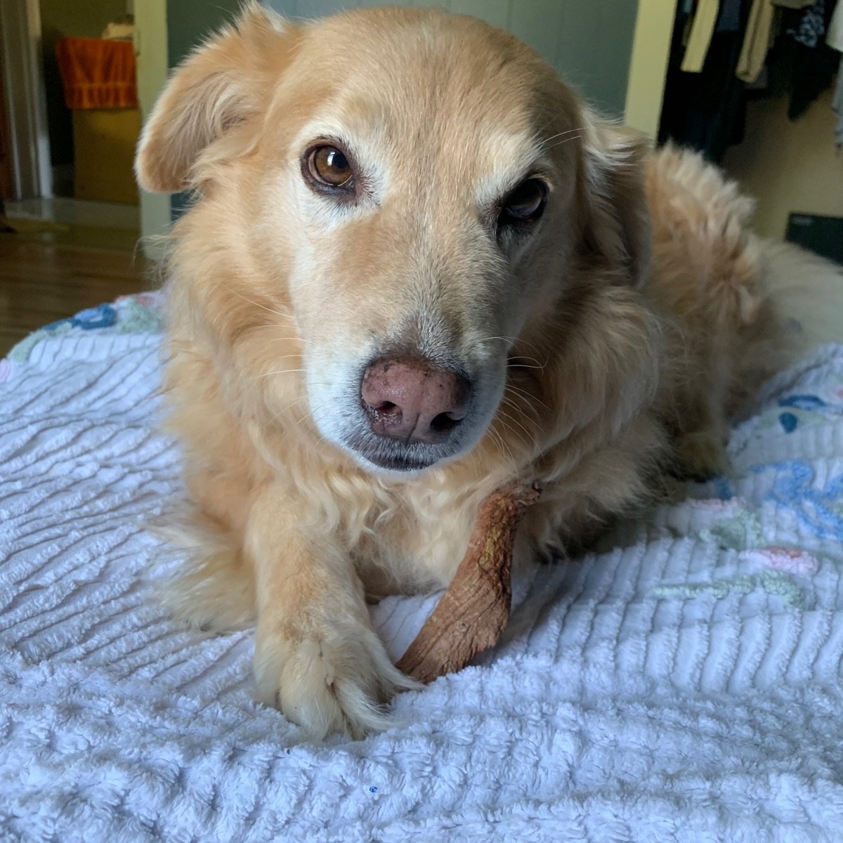 View of Veggie Rawhide - Sweet Potato Dog Chews from Front Porch Pets - Vegan ...