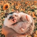 ailualegre @ailualegre profile image