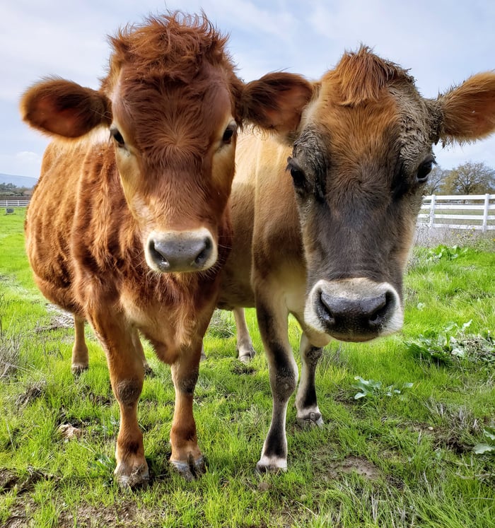 two cute cows looking straight at camera