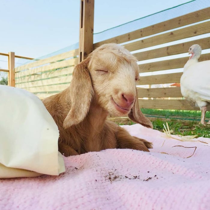 baby goat smiling