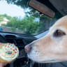 Rainbow Bakery