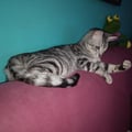 karemandrade @karemandrade profile image