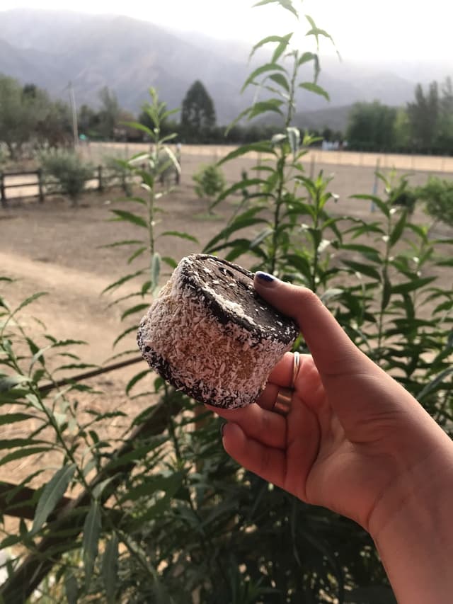 Photo of the dish “Alfajor de Dátiles”