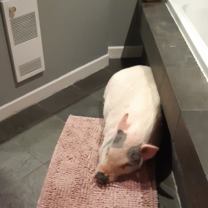 photo shared by @iamveganpig on  21 Sep 2022 - post