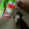 Cat's best