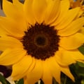 francescabal @francescabal profile image