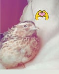 maryveganaperdy @maryveganaperdy profile image