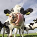 vampifortheanimals @vampifortheanimals profile image