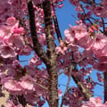 claudiae @claudiae profile image