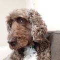 clarewatters @clarewatters profile image