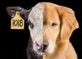 isabeletta @isabeletta profile image