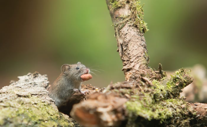 mouse carrying food