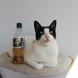 Schweppes
