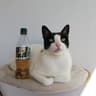 Schweppes