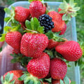 anachaves @anachaves profile image