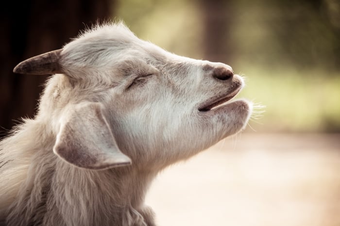 side profile of a meditative sheep