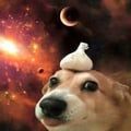 chihuahuels @chihuahuels profile image
