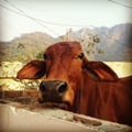mangoshake @mangoshake profile image