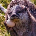 avatar of otterly