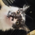 momomorais @momomorais profile image