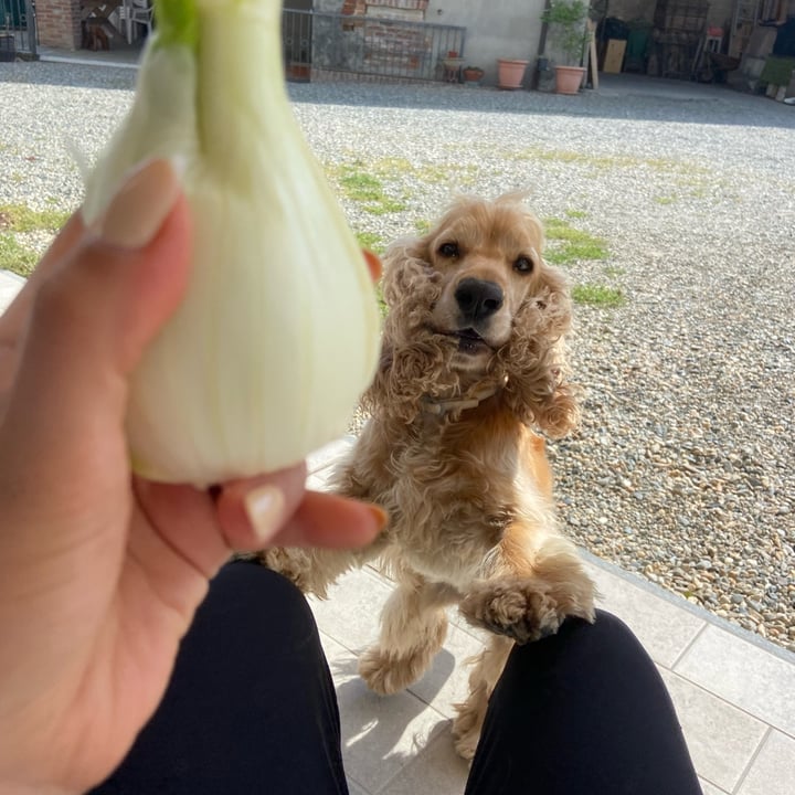 review photo shared by @alecucinandoveg on 19 Apr 2022 - post